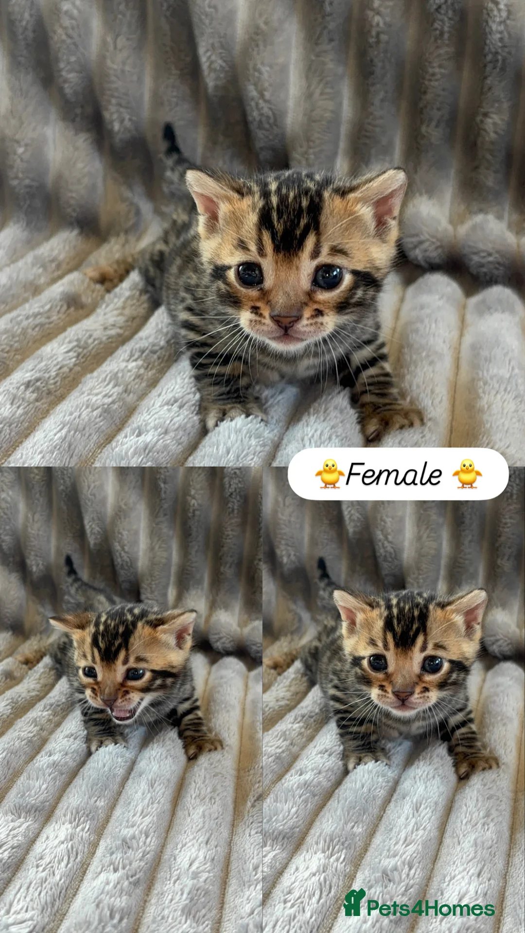 Bengal cats for sale: True to type Bengal kittens  - Advert 16