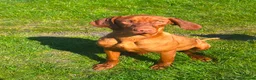 Hungarian Vizsla dogs for sale: 2 stunning young girls available  - Advert 3