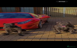 Cane Corso dogs for sale: Pure Pedigree Cane Corso Puppies - Image 1