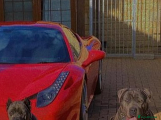 Cane Corso dogs - Advert 1