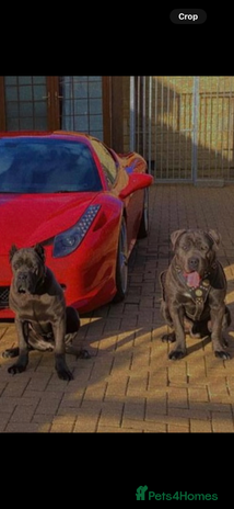 Cane Corso dogs - Advert 1