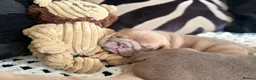 English Bulldog dogs for sale: English Bulldog Puppies  - Advert 14