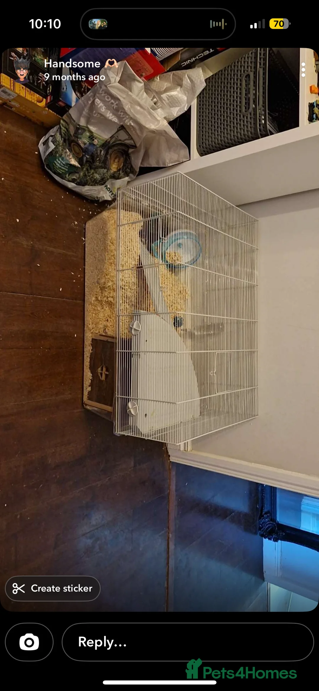 Gerbil rodents for sale: 2 boy gerbils  - Advert 2