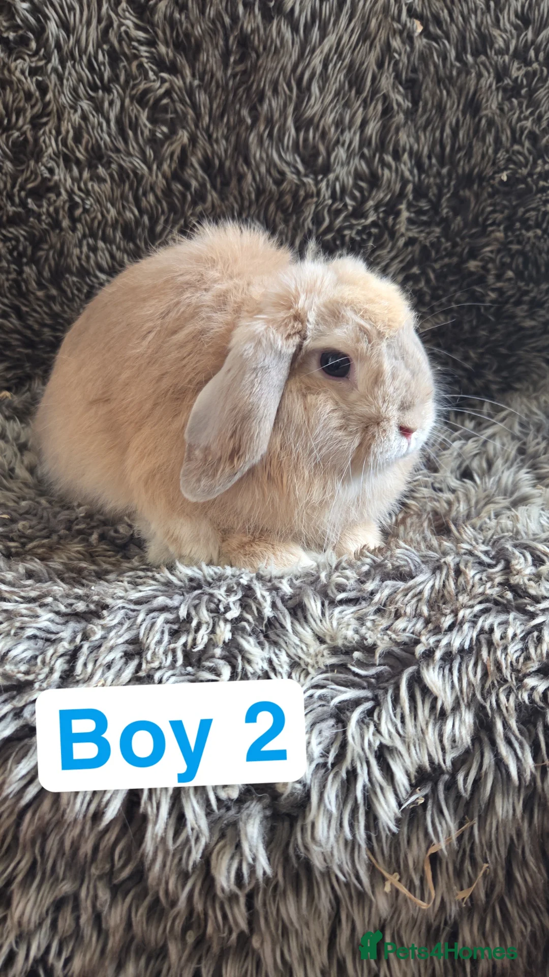 Mini Lop rabbits for sale: Baby Mini Lops  - Advert 2