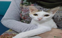 Mixed Breed cats for adoption: [Indoors only] Katzie - Cuddly and Playful girl! - Image 8