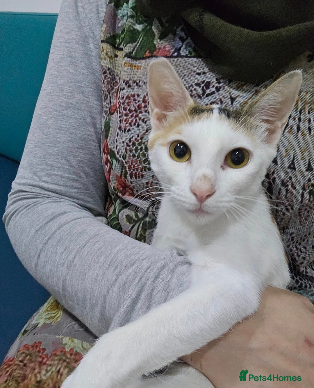 Mixed Breed cats for adoption: [Indoors only] Katzie - Cuddly and Playful girl! - Image 8