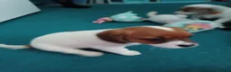 Jack Russell dogs for sale: Litter of 4 jack Russell puppies in Bolton - Advert 6