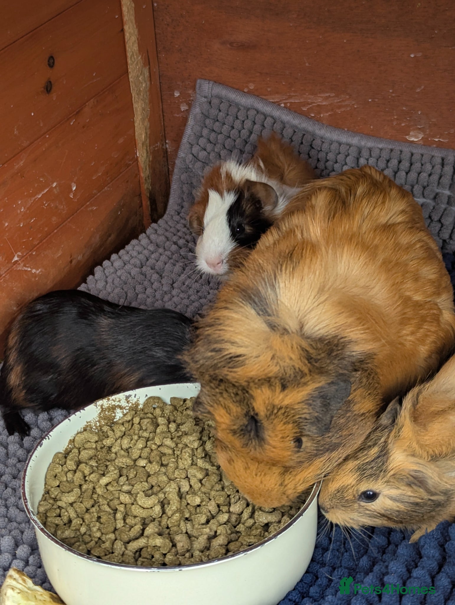 Guinea Pig rodents for sale: Beautiful mixed litter of baby guinea piggies. - Advert 9