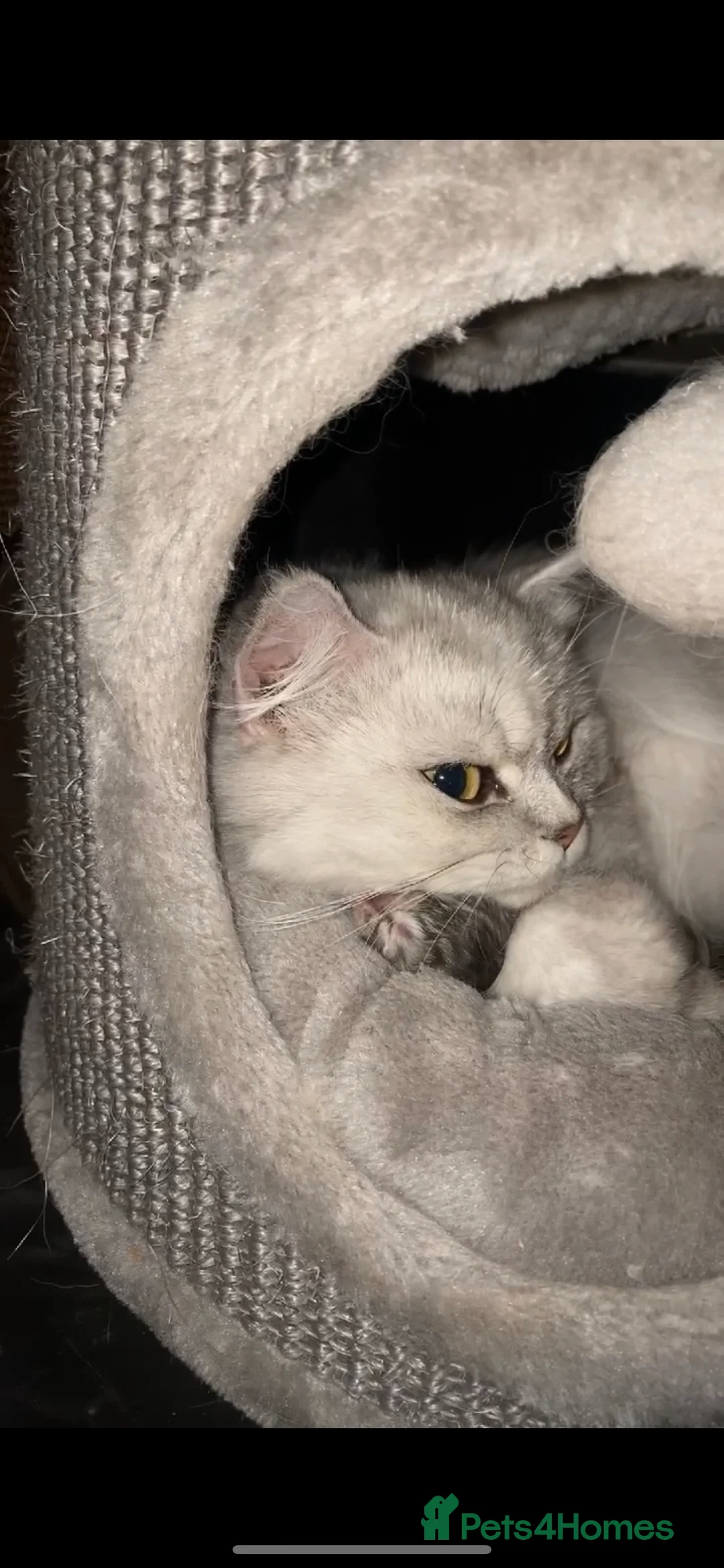 Persian cats for sale: Stunning Cuddly Chinchilla Persian Babies❤️ - Advert 34