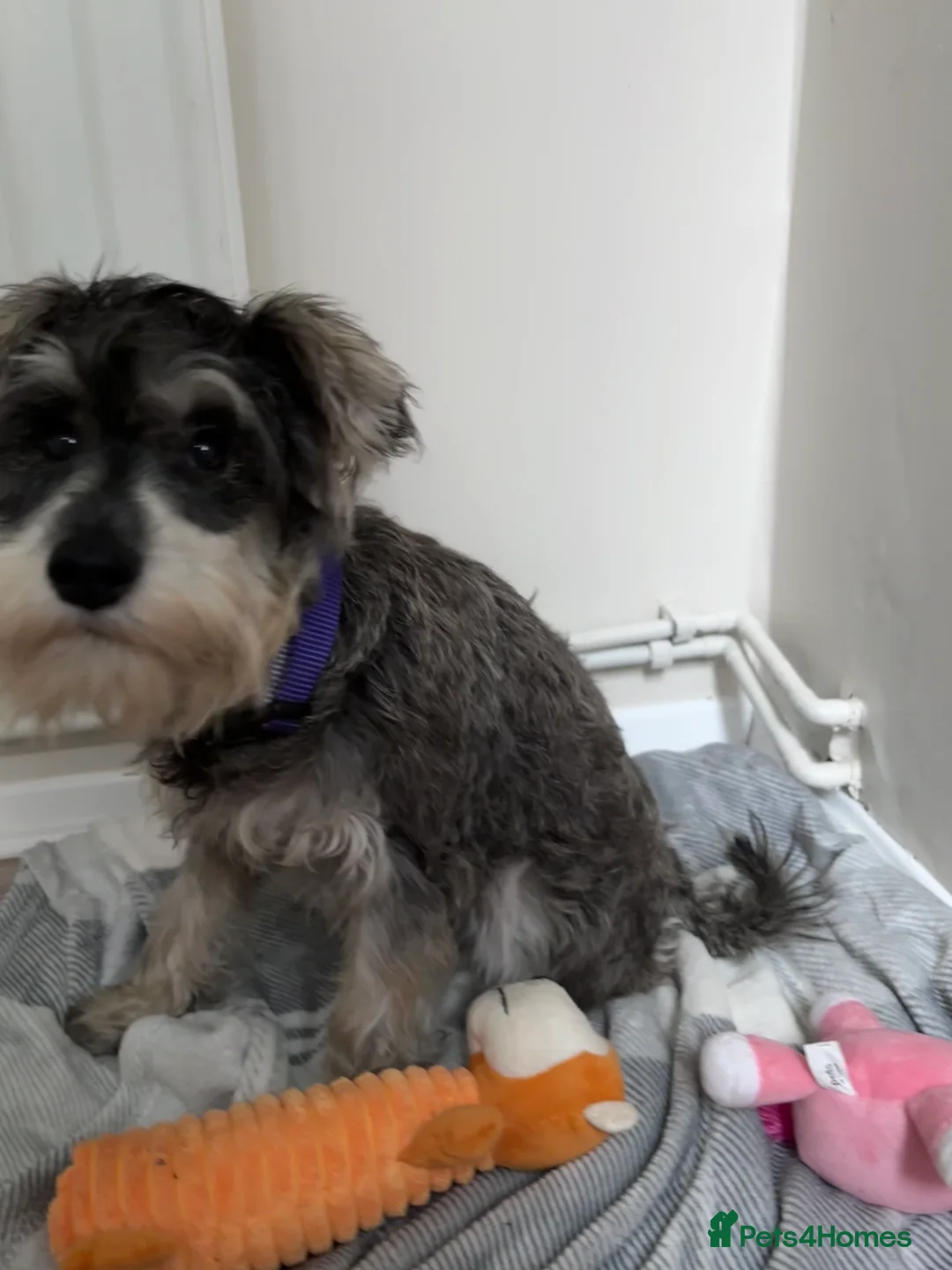 Miniature Schnauzer dogs for sale: Miniature schnauzer girl puppy  - Advert 3