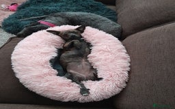 Mixed Breed dogs for sale: Olive - Image 2