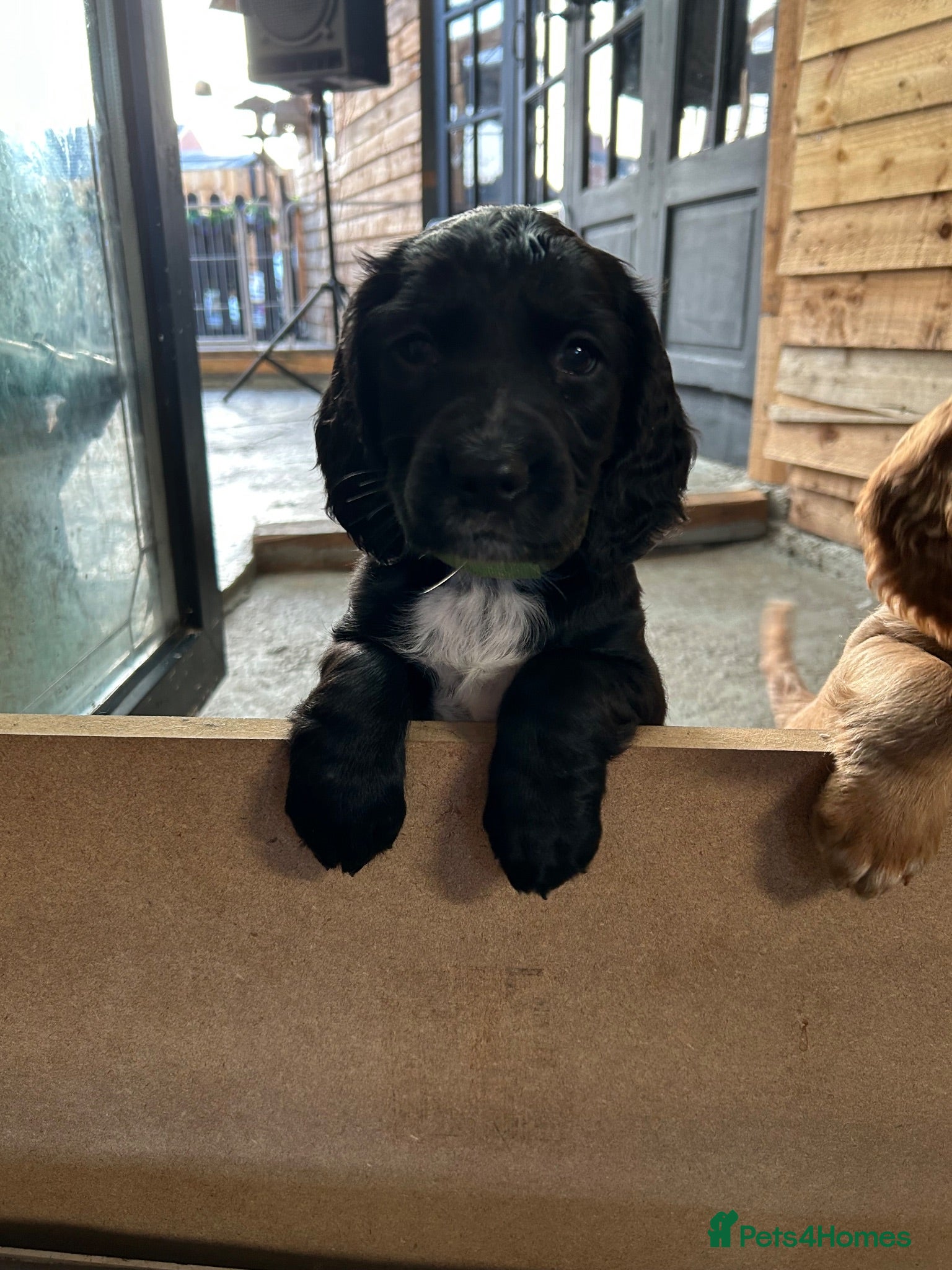 Sprocker dogs Sprocker Spaniel Puppies For Sale - Advert 12