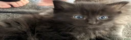 Ragdoll cats for sale: 3 boys and 1 girl  - Advert 10