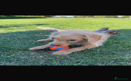 Mini Goldendoodle dogs for sale: F1 Goldendoodle puppies  - Image 3