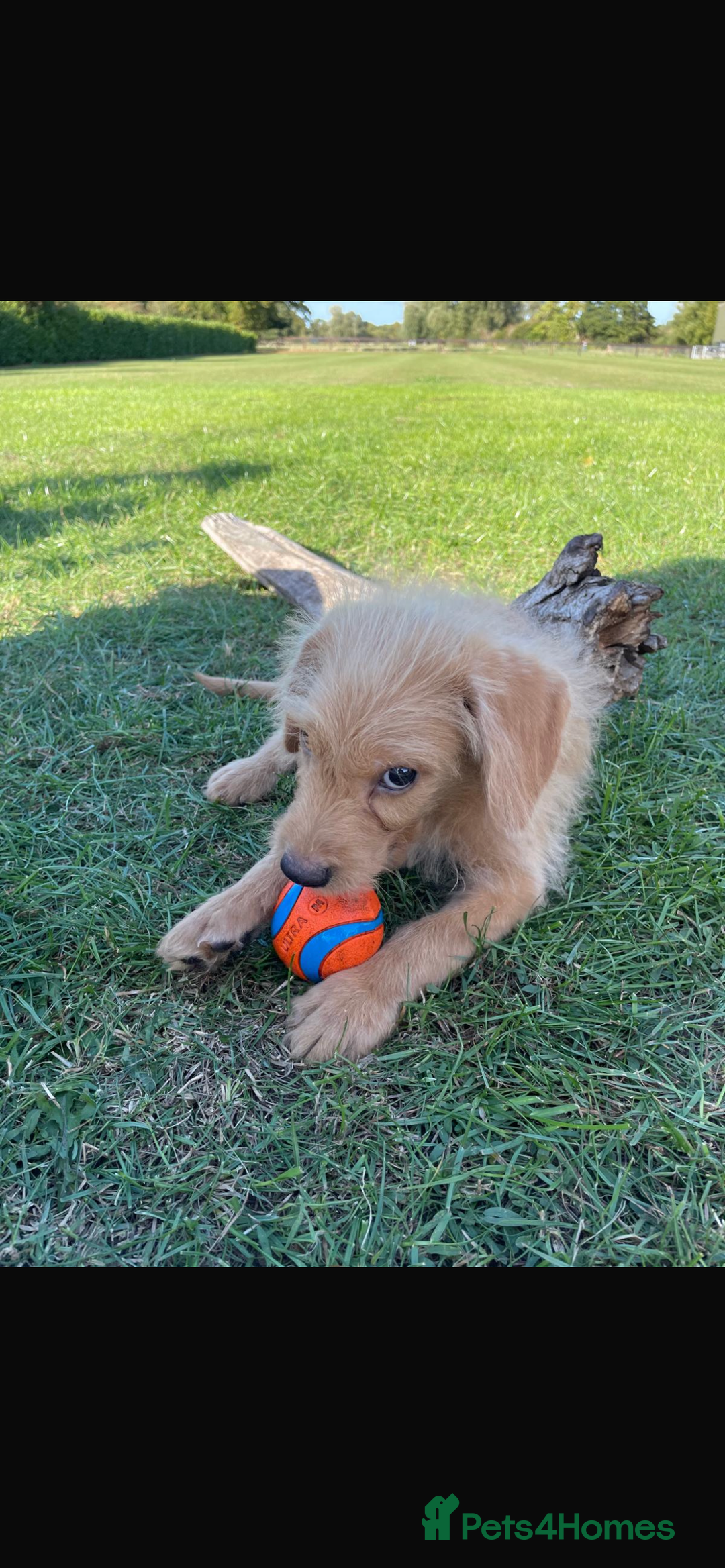 Mini Goldendoodle dogs for sale: F1 Goldendoodle puppies  - Image 3
