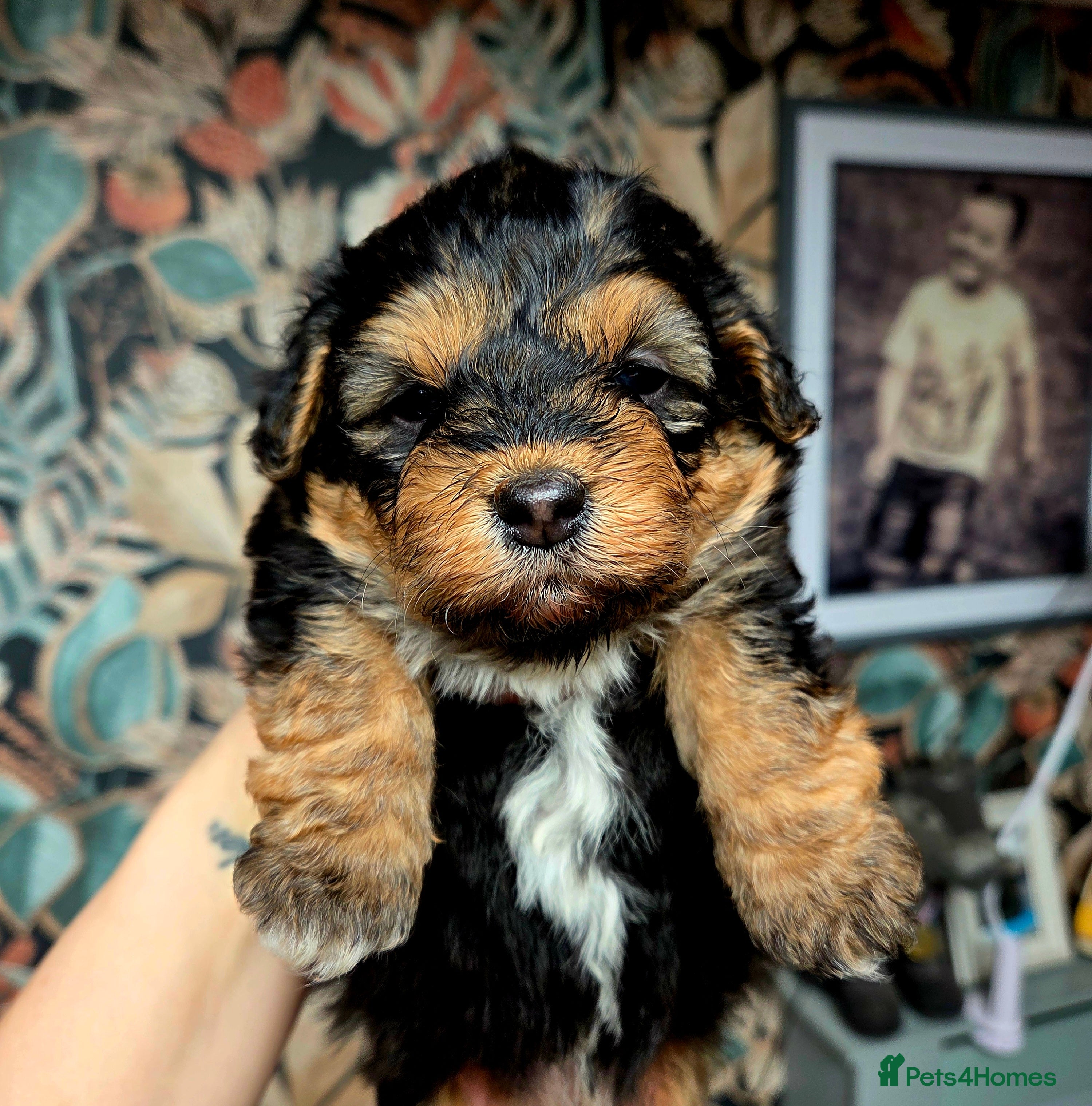 Welsh Corgi Pembroke dogs Stunning Corgipoo Puppies.  - Advert 2