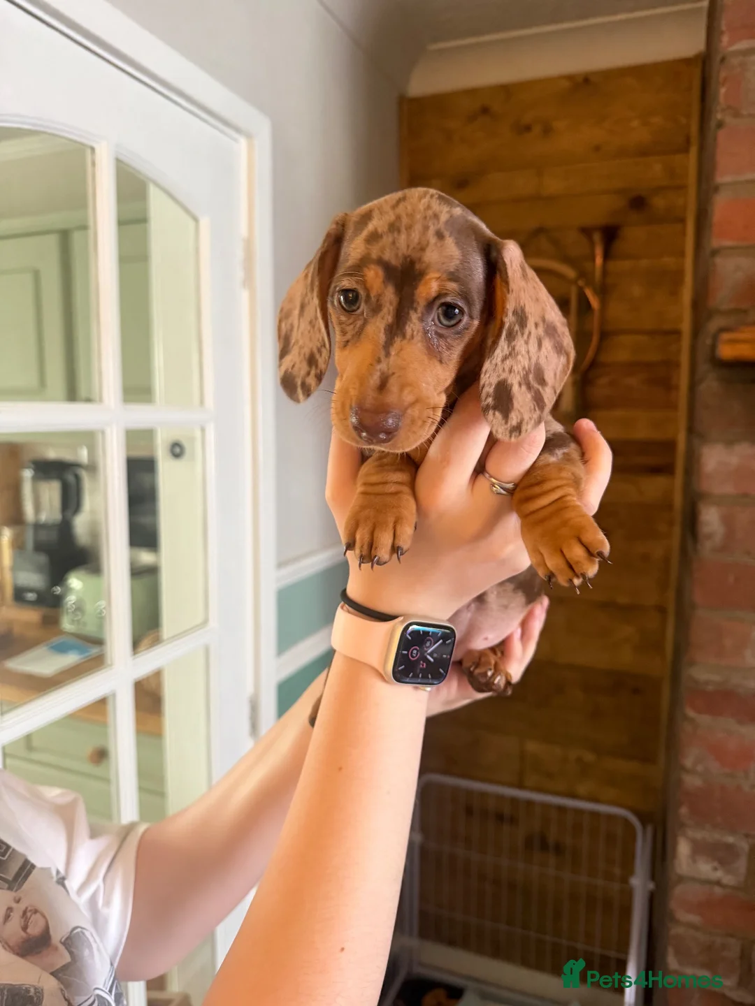 Dachshund dogs for sale: Last 2 puppies - Advert 12
