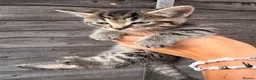 Mixed Breed cats for sale: 🐾GORGEOUS KITTENS LOOKING FOR THEIR 4EVER HOMES🐾 in Braintree - Advert 12