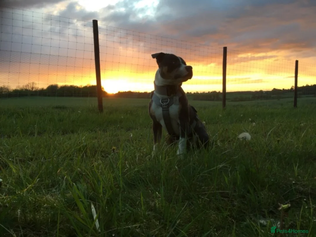 Staffordshire Bull Terrier dogs for stud: Tri Blue, PROVEN an the most beautiful temperament in Loughborough - Advert 11
