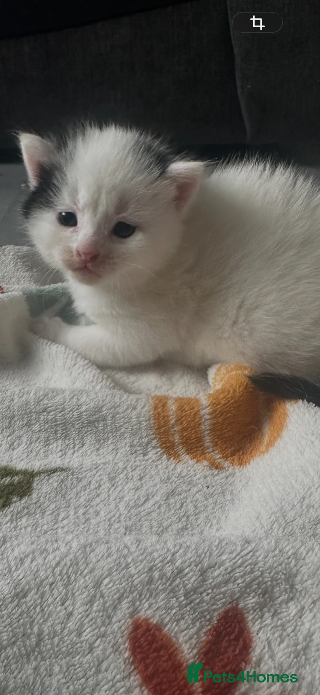 Mixed Breed cats for sale: Fluffy cute kittens  - Advert 24