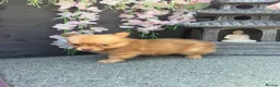 Pomchi dogs for sale: Last 2 boys family raised Pomchi puppies 💗 - Advert 2