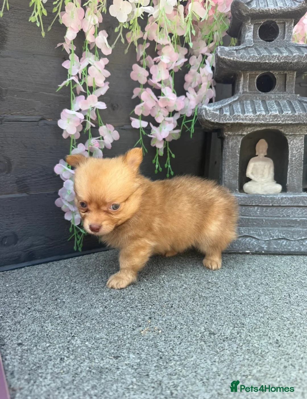 Pomchi dogs for sale: Last 2 boys family raised Pomchi puppies 💗 - Advert 2