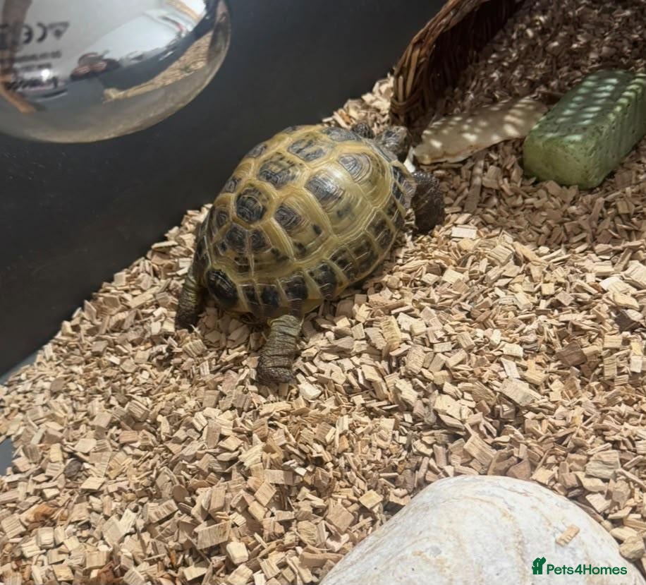 Tortoise reptiles Horsefeild tortoise  - Advert 5