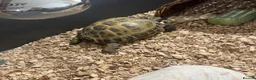 Tortoise reptiles for sale: Horsefeild tortoise  - Advert 1