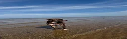 Mixed Breed dogs for sale: Rehoming - Advert 12