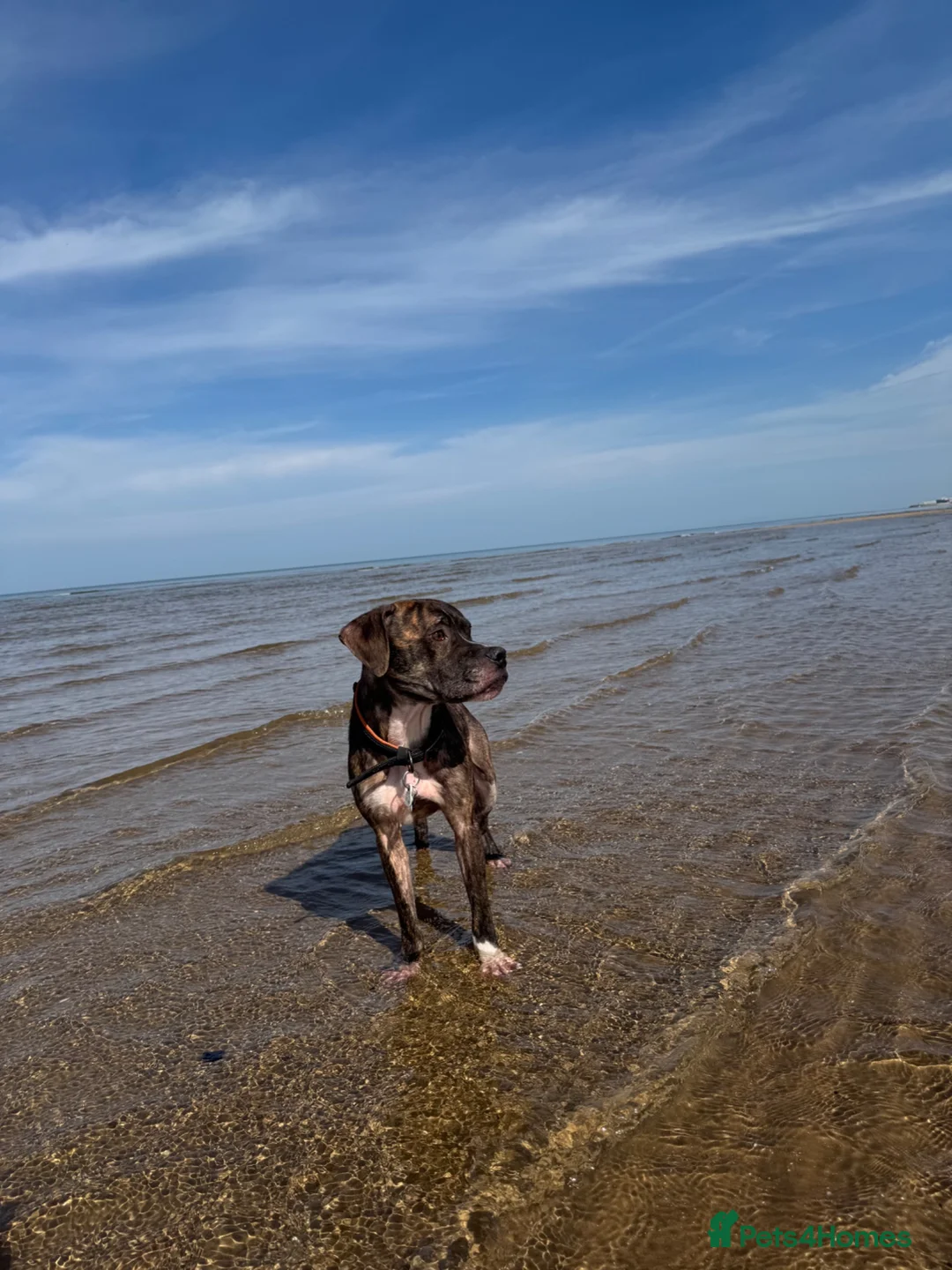 Mixed Breed dogs for sale: Rehoming - Advert 12