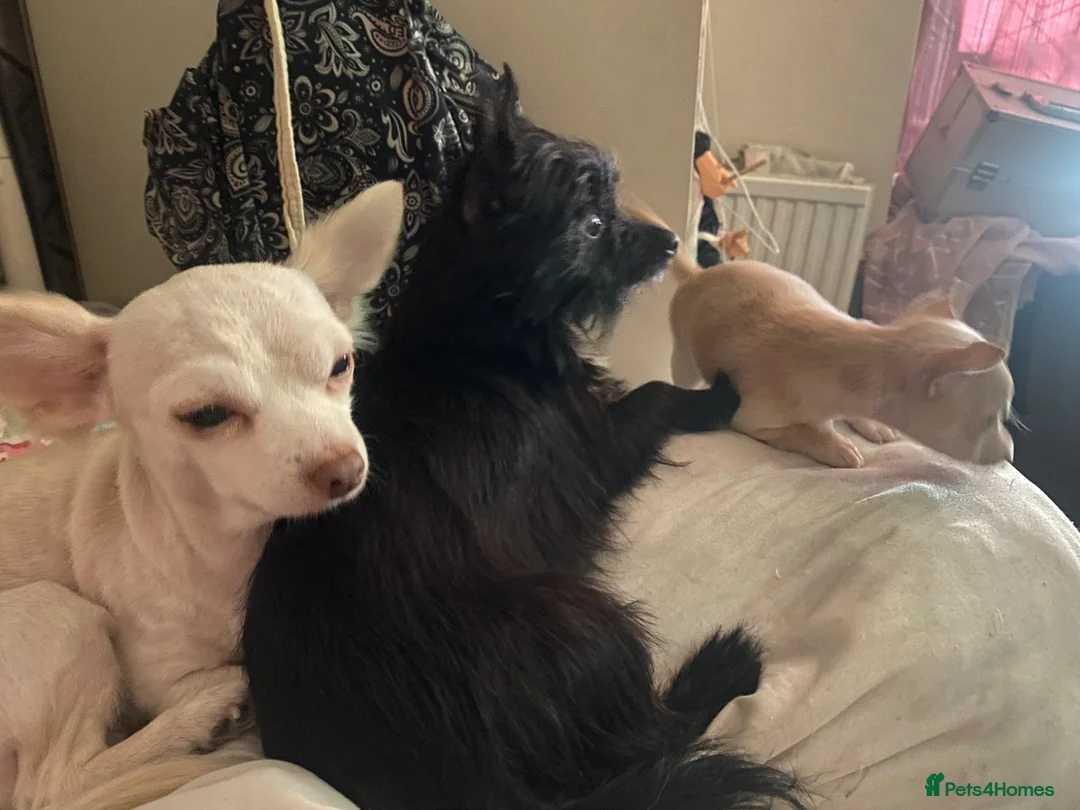 Chorkie dogs for sale: Little boy Chihuahua mix - Advert 1