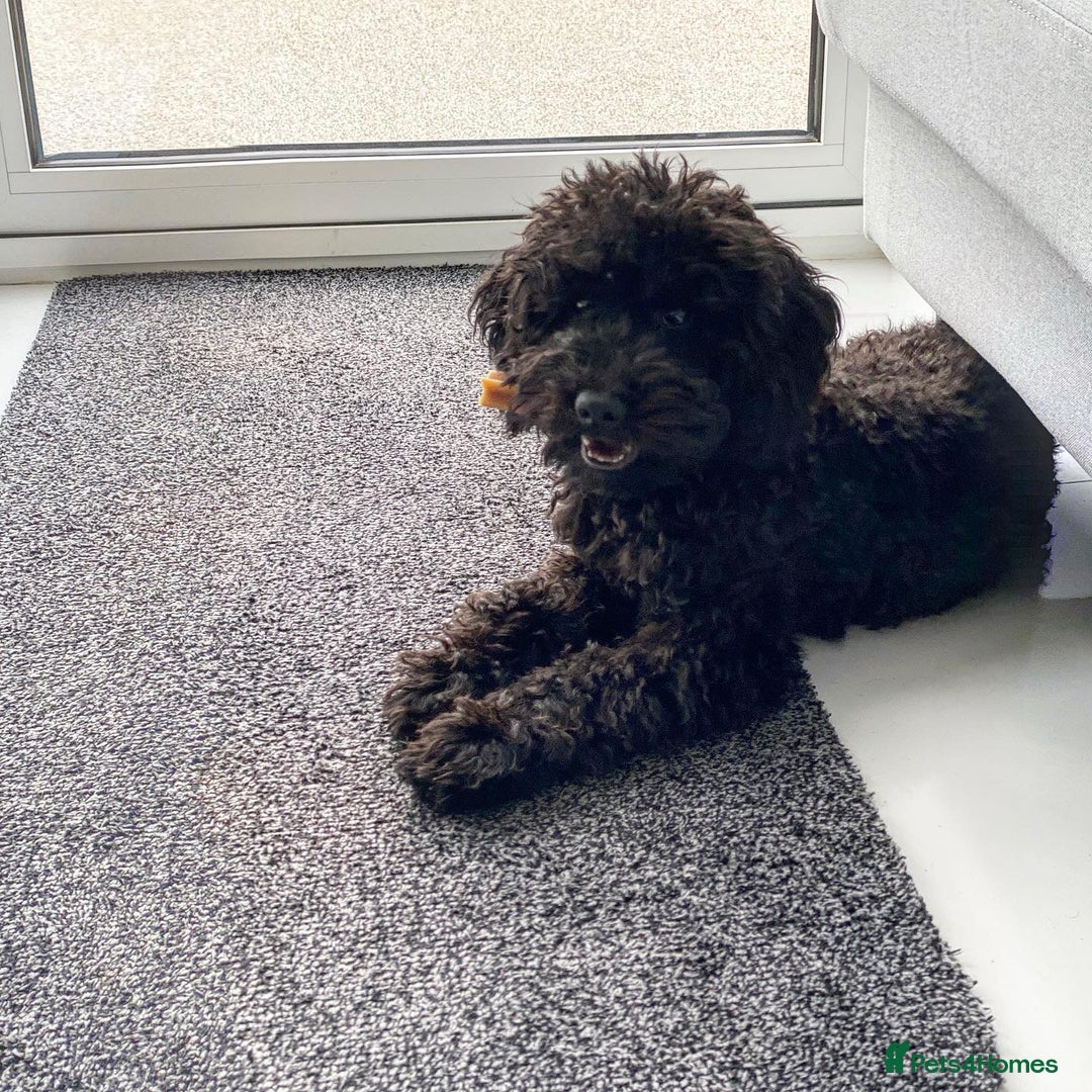 Miniature Poodle dogs for sale: Miniature Poodle for Rehome - Advert 4