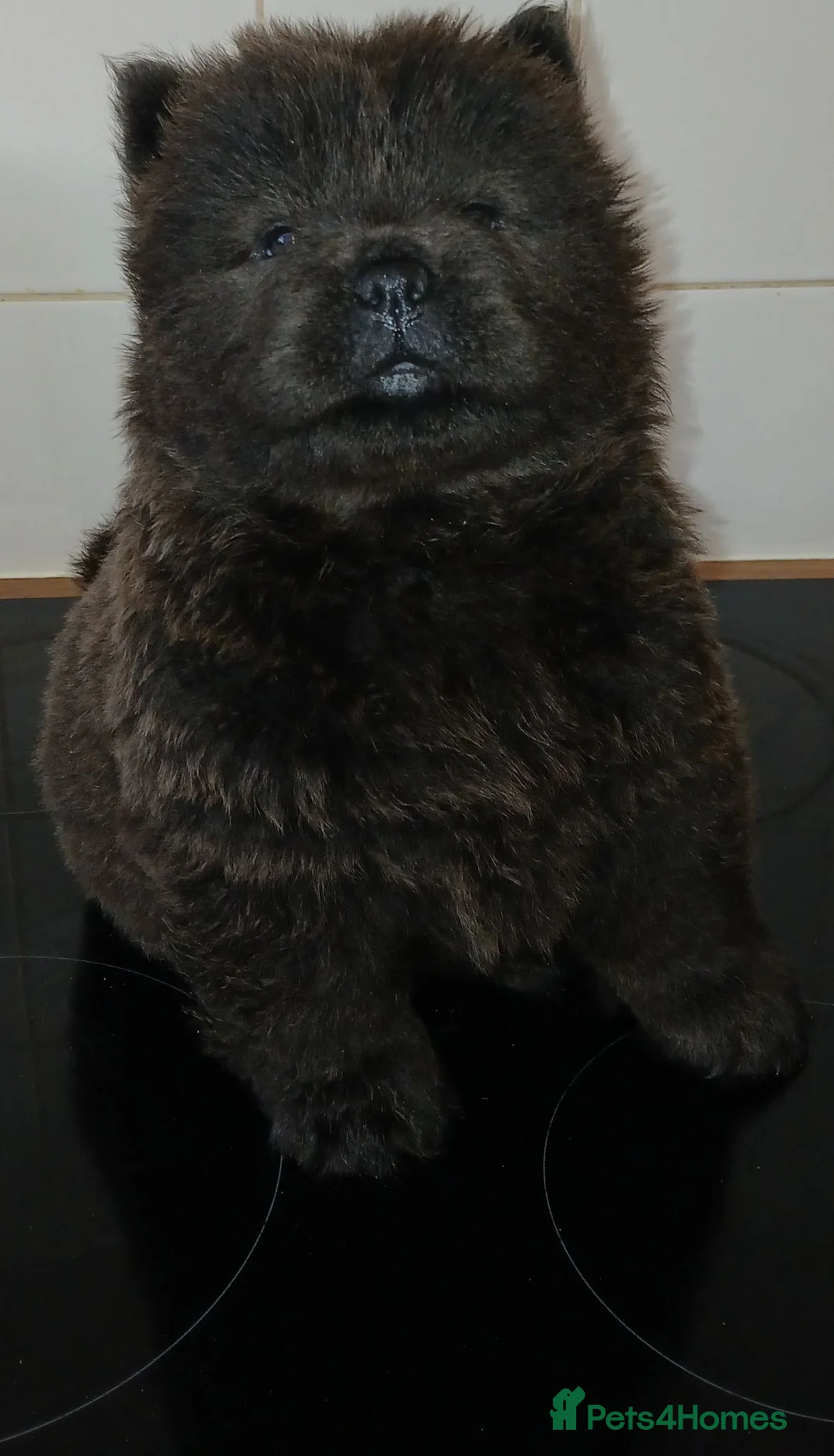 Chow Chow dogs for sale: 10 week old chow chows  - Advert 2