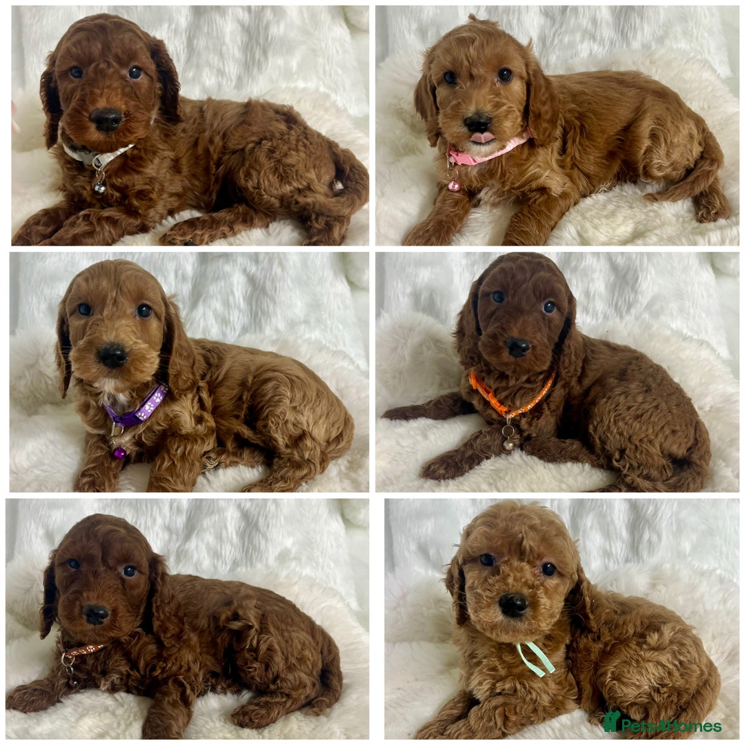 Mini Goldendoodle dogs for sale: Top Quality Miniature Goldendoodle puppies - Advert 1