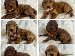 Mini Goldendoodle dogs Top Quality Miniature Goldendoodle puppies - Advert 3