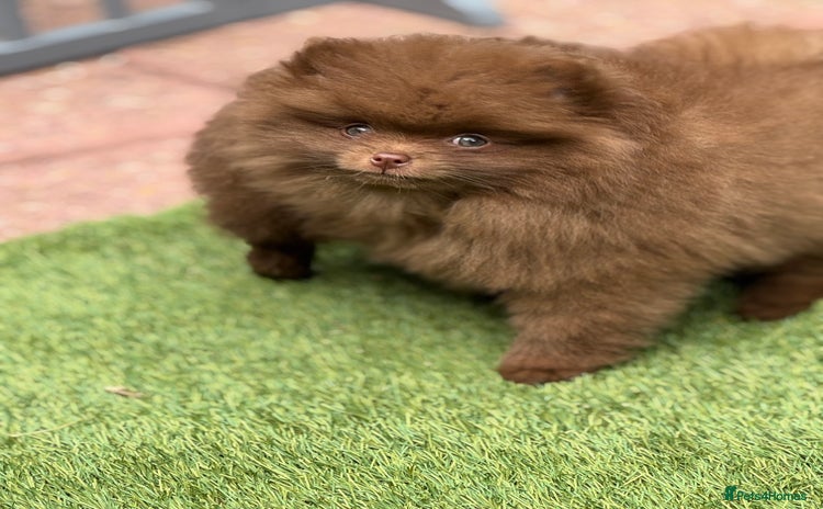 Pomeranian dogs - Advert 12