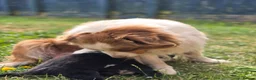 Australian Shepherd dogs for sale: 🐾 Beautiful Australian Shepherd (Aussie) Puppies  - Advert 3