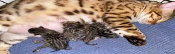 Bengal cats for sale: 🔥✨Pedigree TICA-Registered Bengals - Advert 31