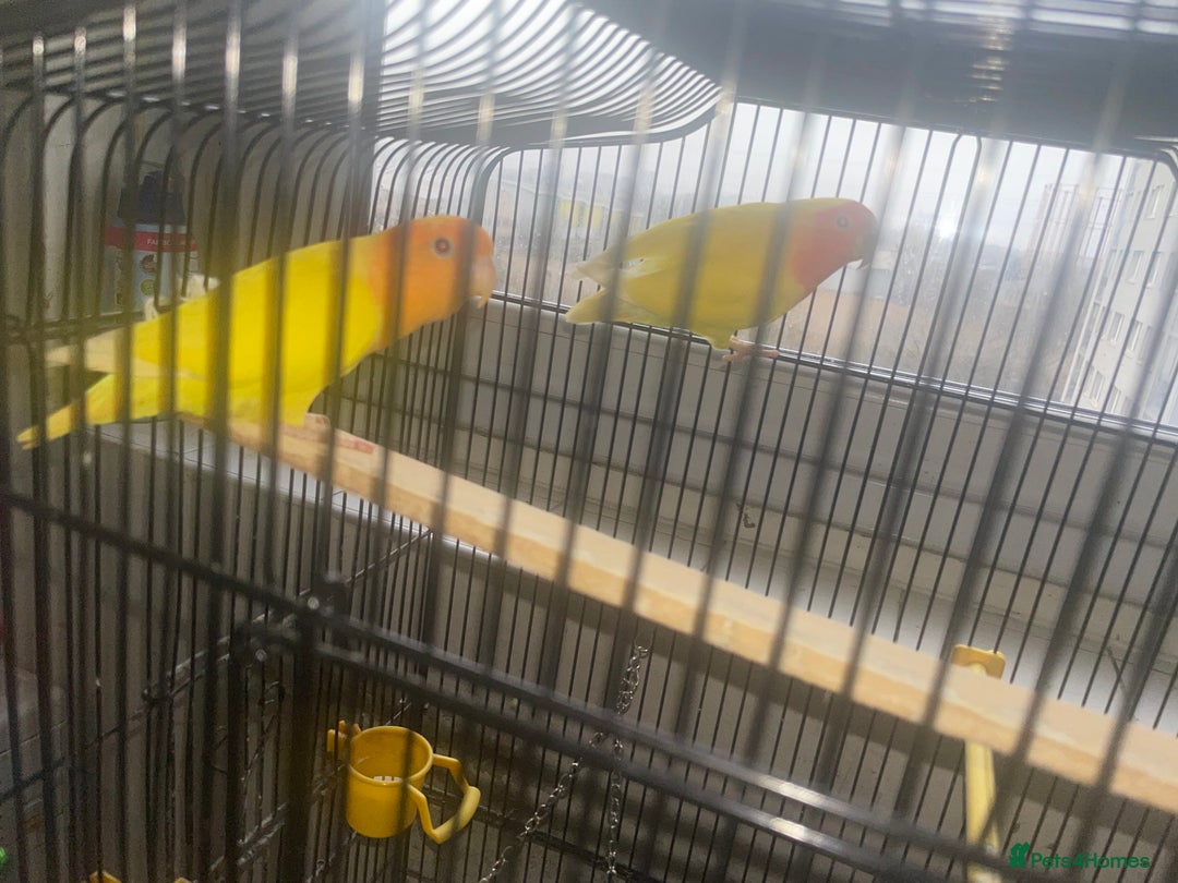 Lovebirds birds for sale: Two Bonded Pair Orange and Lutino Love Birds - Advert 1