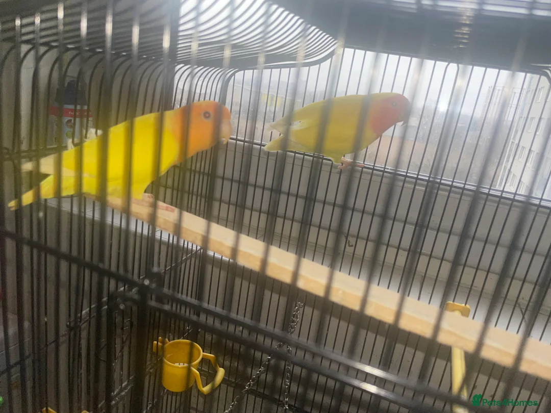 Lovebirds birds for sale: Two Bonded Pair Orange and Lutino Love Birds - Advert 1
