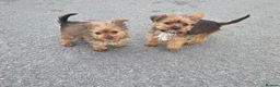 Yorkshire Terrier dogs for sale: Yorkshire terrier puppies  in Woodford Green - Advert 10