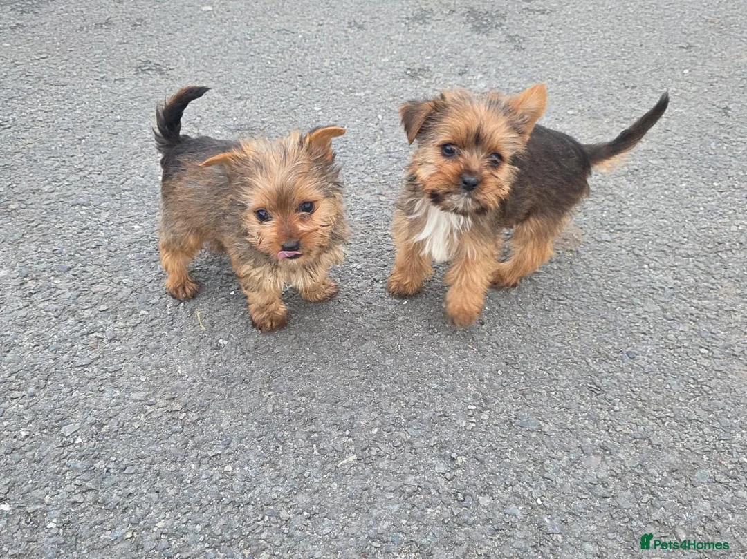 Yorkshire Terrier dogs for sale: Yorkshire terrier puppies  in Woodford Green - Advert 10