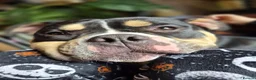 American Bully dogs for sale: Pocket bully for rehoming - Advert 2