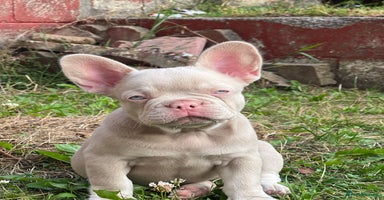 French Bulldog dogs - Advert 3