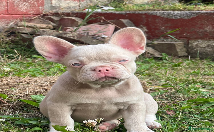 French Bulldog dogs - Advert 1
