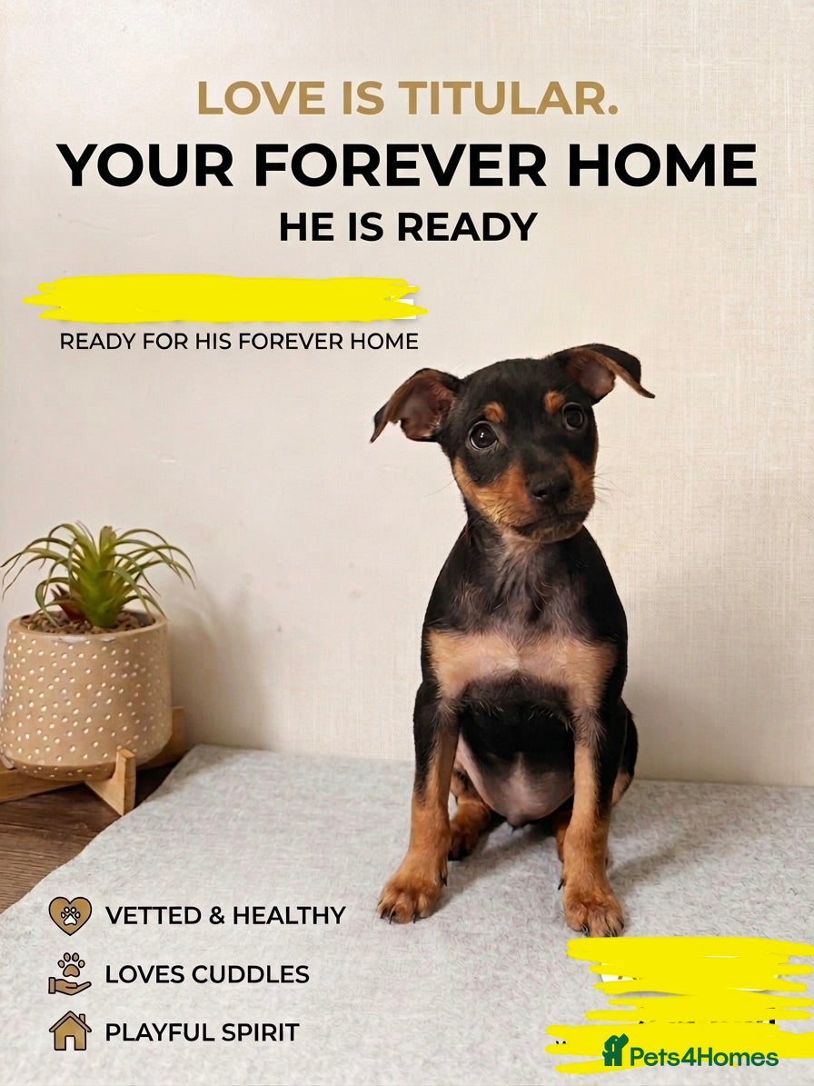 Mixed Breed dogs Stunning Miniature Pinscher x Chihuahua Puppy - Advert 8