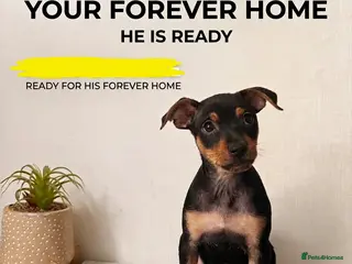 Mixed Breed dogs Stunning Miniature Pinscher x Chihuahua Puppy - Advert 8