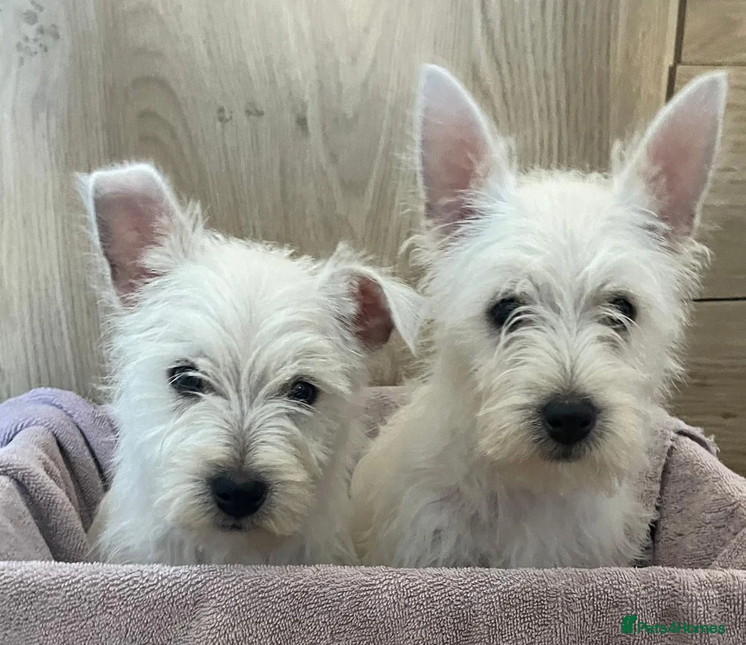 West Highland Terrier dogs for sale: Beautiful west highland terriers  in Grays - Advert 6