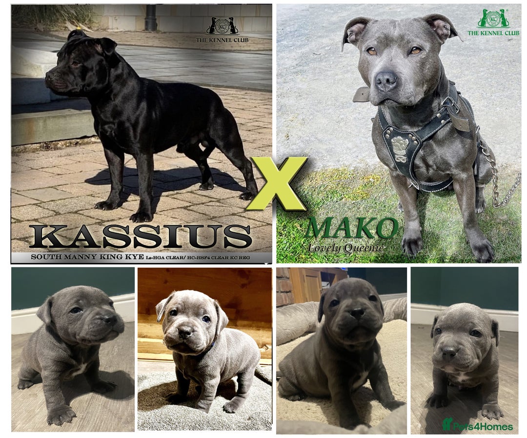 Staffordshire Bull Terrier dogs for sale: Staffordshire Blue KC Registered Kassius Pups - Advert 1