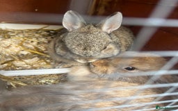 Mixed Breed rabbits for sale: Bonded female pair - Image 2